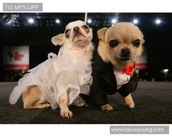 足球狗裤子引领时尚潮流让你的爱犬也能成为场上明星